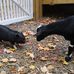 Wandering With Wilma "One Small Pig's Extraordinary Adventures" - Facebook