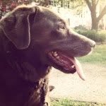 Wilm Dawg Sullivan 🐶 - @wilmasullivan - Instagram