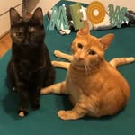 CatmomzD - @wilma_und_walter - Instagram