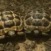 Walter and wilma - @walter.and.wilma - TikTok