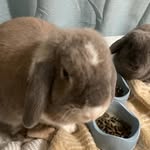 Wilma and Walter - @the.becker.buns - Instagram