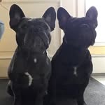 Wilma und Walter - @wwf_bulldogs - Instagram