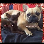 Wilma&Walter_ Frenchchi - @wilma_walter_frenchchi - Instagram