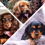 Willow, Wilma & Winter - @the.wonderdogs - Instagram
