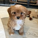 Wilma Winter - @wilma_walks - Instagram