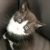 wilmawinteryear - @scar_thecat - TikTok