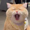 Wilsonanthonytyxrl - @wilsonanthonytyxr4 - TikTok