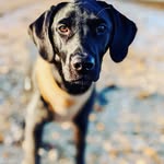 Micky Barlow - @wilson_black_labrador - Instagram