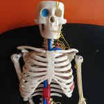 Wilson Bones - @wilson_b.depana - Instagram