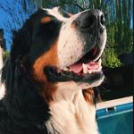 Wilson - @wilson.moore.boyero - Instagram
