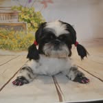 Wilson Briggs - @warathwaite_boarding_kennels - Instagram