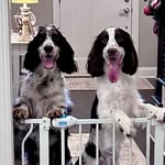 Murphy and Wilson Cantrell - @murphy_and_wilson_thespringers - Instagram