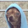 wilson_chambers - @wilson_chambers - TikTok