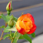 Beverly Wilson Chaney - @beverly.w.chaney - Instagram