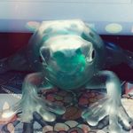 Kevin Hall Wilson-Cross - @kevin_the_frog7 - Instagram