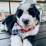 Wilson | St. Bernadoodle Cross - @walking_with_wilson - Instagram