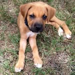 Wilson Bellamy - @wilson.the.boxer.cross - Instagram