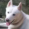 Wilson Espinal - @wilson.espinal24 - TikTok
