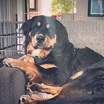 Rocky Wilson Ferguson (aka Willie) - @livinwilliesbestlife - Instagram