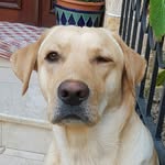 wilson - @wilson_best_friend - Instagram
