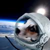 WilsonAndFriend - @wilsonandfriend - TikTok