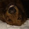 wilsongray - @wilson.thedog - TikTok