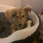 Wilson Harrison - @wilsondog21 - Instagram