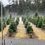 Wilson Hill Tree Farm - @wilsonhilltreefarm - Instagram