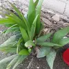 alexandrejeanwilson - @alexandrejeanwilson - TikTok