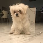 Wilson_king_LOL_CAP - @wilson_lover_his_hamster - Instagram
