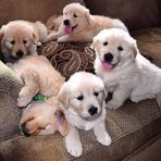 Wilson noble home retriever - Facebook
