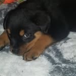 Prince Debo Wilson Rowe - @debo_the_rottie - Instagram