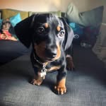 𝚆𝙸𝙻𝚂𝙾𝙽 𝙰𝚁𝙼𝙸𝚃𝙰𝙶𝙴-𝚂𝙰𝚄𝙽𝙳𝙴𝚁𝚂 🐾 - @wilsonthewonderer - Instagram