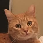 steven elizabeth wilson-saunders - @spiceysweetsteven - Instagram