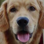 Wilson Simões - @wilsonpsico - Instagram