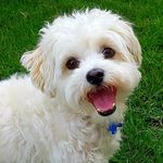 Wilson Turner - @wilson_the_malshi - Instagram