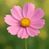 Wilson - @wilson.aung - TikTok
