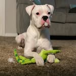 Sir Wallace Wilson - @sir_wallace_wilson - Instagram