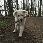 Wilson Woods - @willy_woods_thepumi - Instagram
