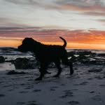 willie_woef - @wilson_wright_4 - Instagram