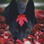 JACKSON WILTON DA SILVA - @jacksonwilton - Instagram