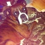 Windsor Wilson - @windsor_boxer - Instagram