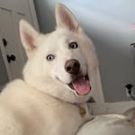 WINDSOR WINTER WILSON HILL - @windsor_siberianhusky - Instagram