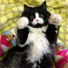 Baby pets 1811 - @winfredbrown - TikTok
