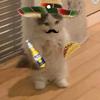 Mexican cat - @wing_fan - TikTok
