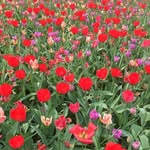 Wing Fu - @fuwingyee - Instagram