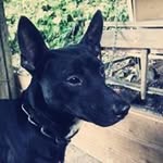 Wing Hsu - @wch327 - Instagram