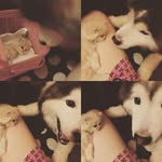 Wing Hsu - @dwing1122 - Instagram