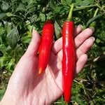 Wing Law - @lawwing712 - Instagram