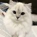 Wing Lee - Facebook